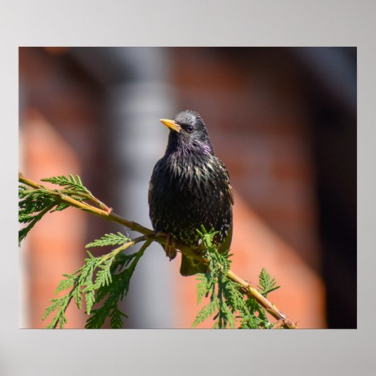 European Starling Poster (Voorkant)