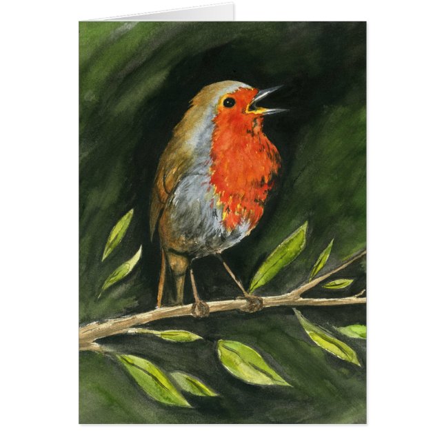 Européen Robin (Devant)