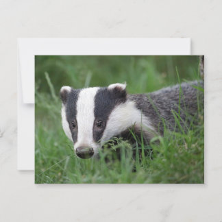 Europees Badger briefkaart