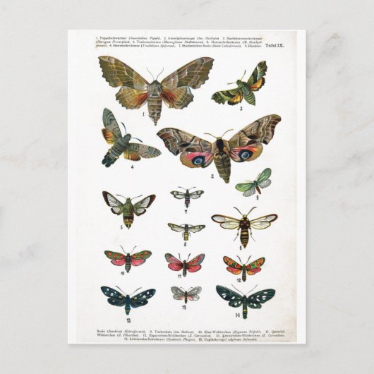 Europees Briefkaart Butterflies (Voorkant)