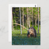 Europees briefkaart van bruin beer (Voorkant / Achterkant)