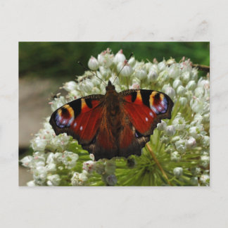 Europees briefkaart voor de vlindervlinder