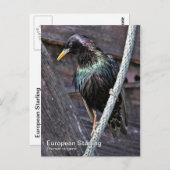 Europees Briefkaart voor Starling (Voorkant / Achterkant)