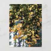 Europese beukenboom briefkaart (Voorkant)