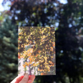 Europese beukenboom briefkaart