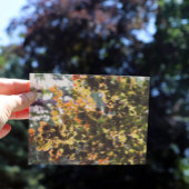 Europese beukenboom briefkaart