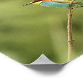 Europese boomgors poster (Hoek)