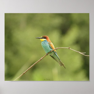 Europese boomgors poster