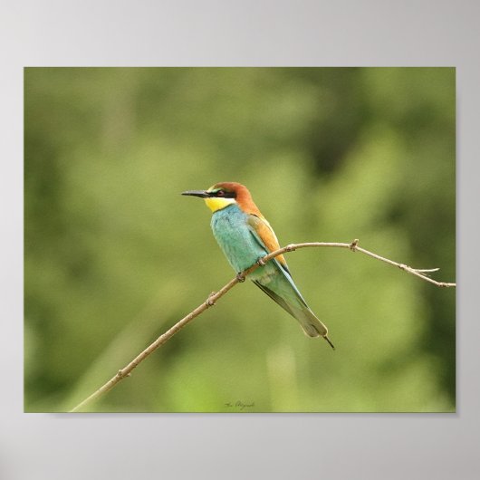 Europese boomgors poster (Voorkant)