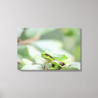 Europese boomkikker in groene canvas print
