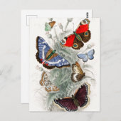  Europese botervliegen Briefkaart (Voorkant / Achterkant)