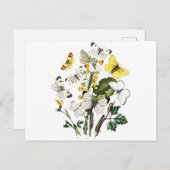  Europese botervliegen Briefkaart (Voorkant / Achterkant)