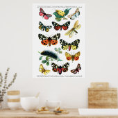 Europese botervliegen poster (Keuken)