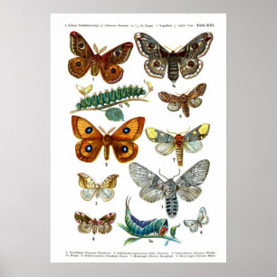Europese Butterflies (Bord 13) Poster