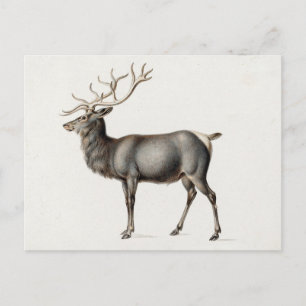 Europese Eland door Peter Rindisbacher Briefkaart