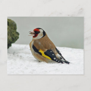 Europese Goldfinch in sneeuwbriefkaart Briefkaart