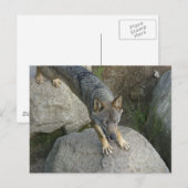 Europese grijze wolf briefkaart (Voorkant / Achterkant)