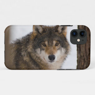 Europese grijze wolf iPhone 11 hoesje