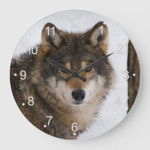 Europese grijze wolf grote klok