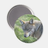 Europese grijze wolf magneet (Voorkant / Achterkant)