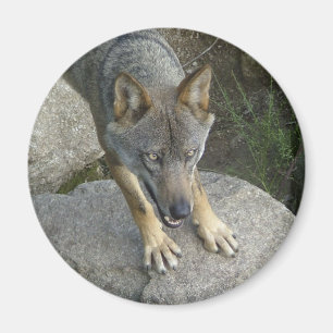 Europese grijze wolf magneet