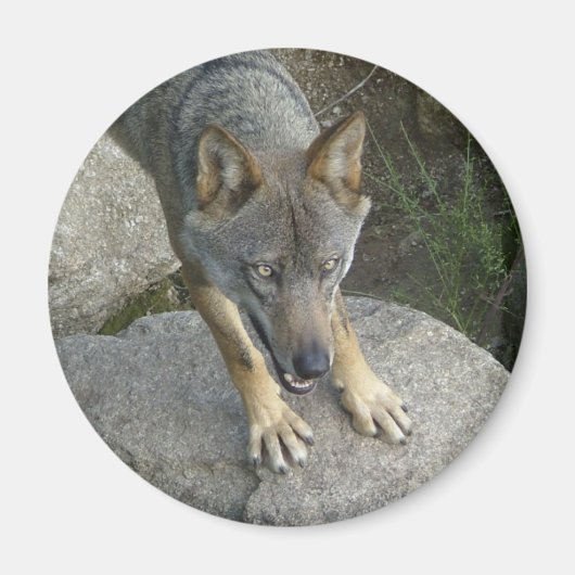 Europese grijze wolf magneet (Voorkant)