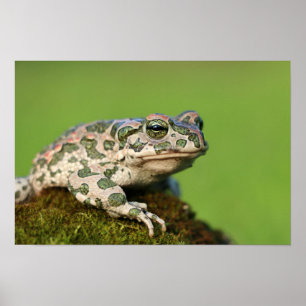 Europese Groene Pad Poster