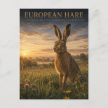 Europese Haas Weide DIEREN