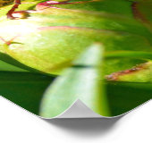 Europese hoornvliesbloem poster (Hoek)