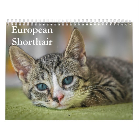 europese korthaarkalender kalender (Hoes)