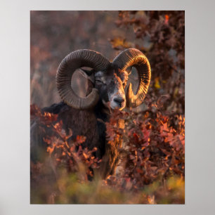 Europese Mouflon Ram in herfst bos wildlife foto Poster