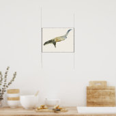 Europese otter poster (Keuken)