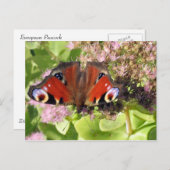 Europese pacock briefkaart (Voorkant / Achterkant)