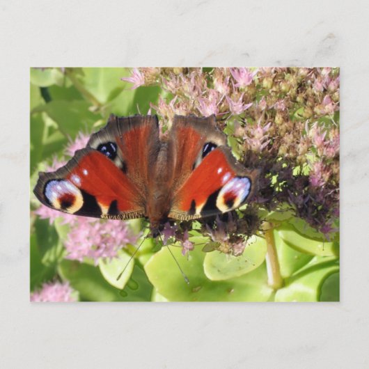 Europese pacock briefkaart (Voorkant)