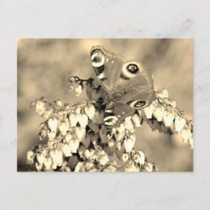 Europese pacockvlinder briefkaart