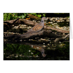 Europese schildpad