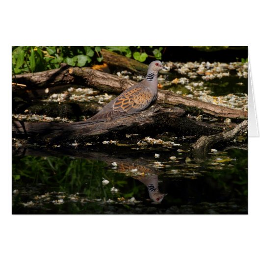 Europese schildpad (Voorkant Horizontaal)