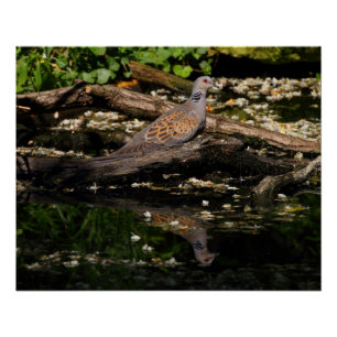 Europese schildpad perfect poster