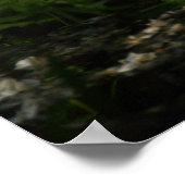 Europese schildpad poster (Hoek)