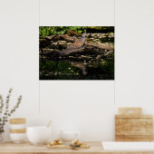 Europese schildpad poster (Keuken)