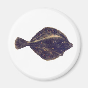 Europese schol magneet