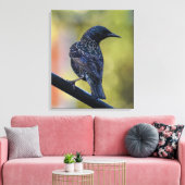 Europese Spreeuw  Canvas Afdruk (Insitu (Woonkamer))
