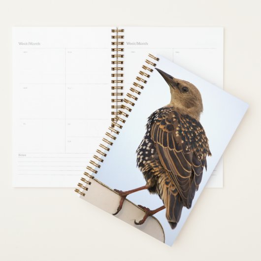 Europese Spreeuw Planner (Display)