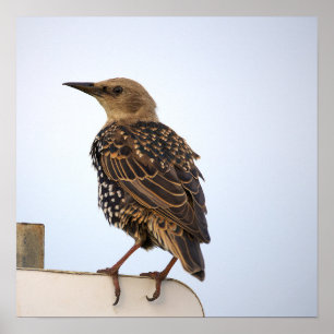 Europese Spreeuw Vogel Poster