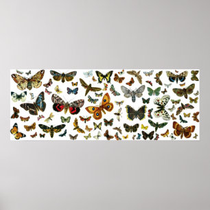 Europese vlindercollage poster