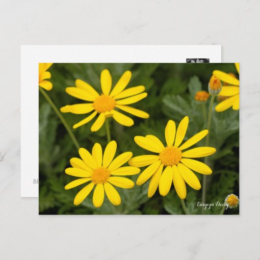 Euryops Daisy (Briefkaart) Briefkaart (Voorkant / Achterkant)