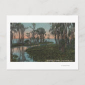 Eustis, Florida - Uitzicht van het Swampy Canal Briefkaart (Voorkant)