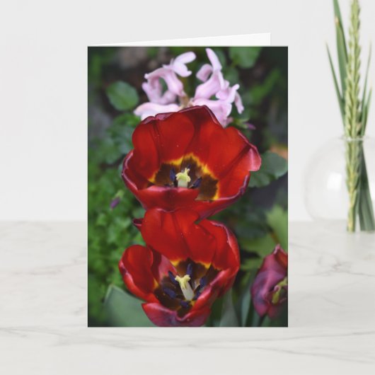 Éveil de printemps, Carte Tulips (Devant)