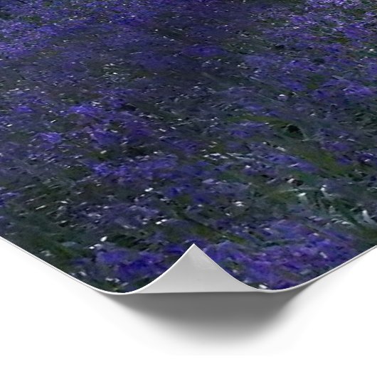 Evening Blubells Poster (Hoek)