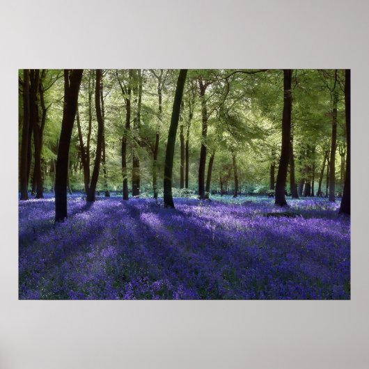 Evening Blubells Poster (Voorkant)